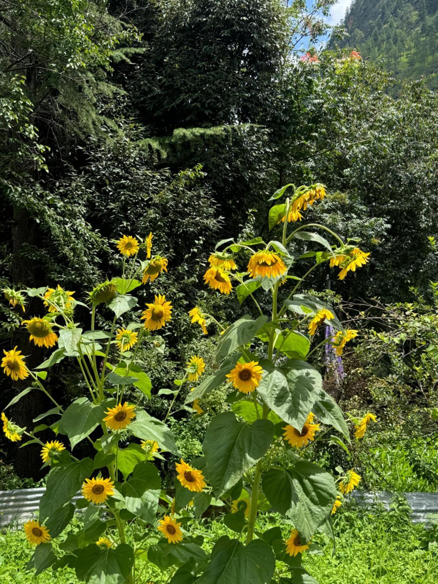 Delight Homestay Kasol Buitenkant foto